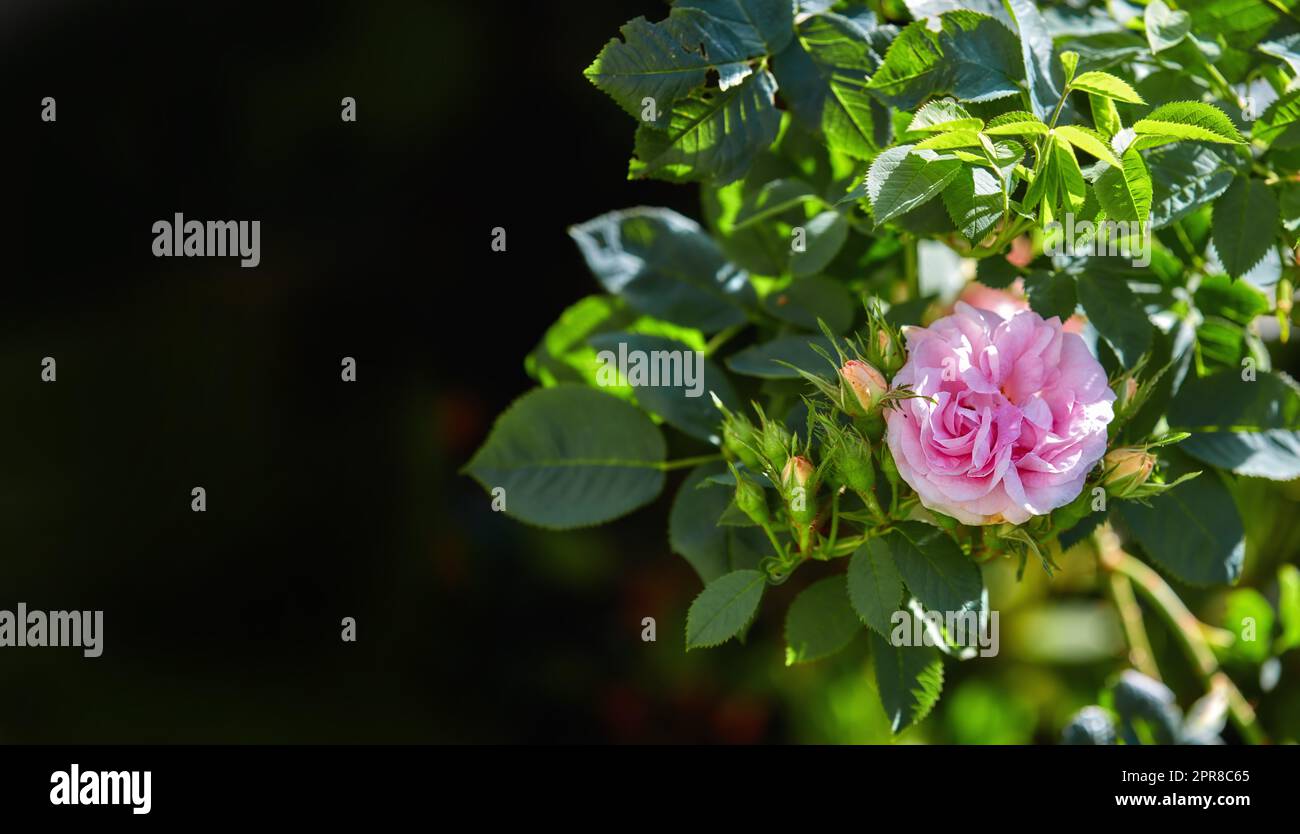 The rose in the garden. A photo of a beautiful pink rose in the garden ...