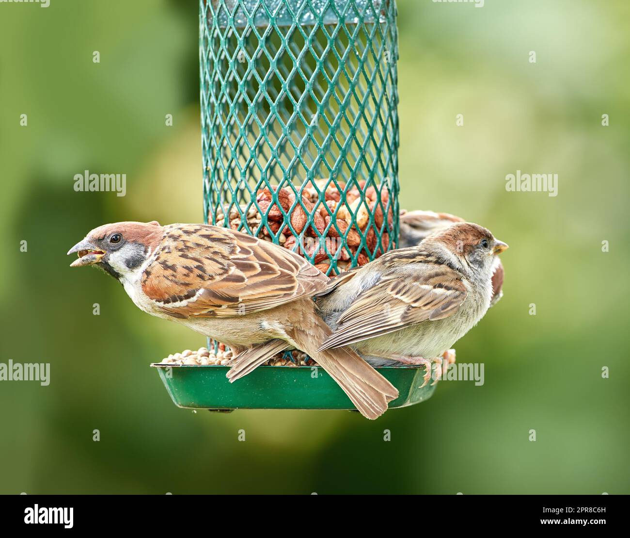 Sparrows are a family of small passerine birds, Passeridae. They are also known as true sparrows, or Old World sparrows, names also used for a particular genus of the family, Passer. Stock Photo
