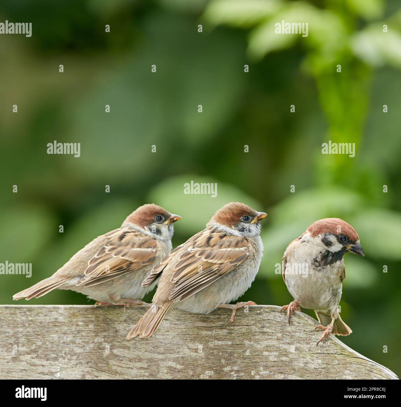 Sparrows are a family of small passerine birds, Passeridae. They are also known as true sparrows, or Old World sparrows, names also used for a particular genus of the family, Passer. Stock Photo