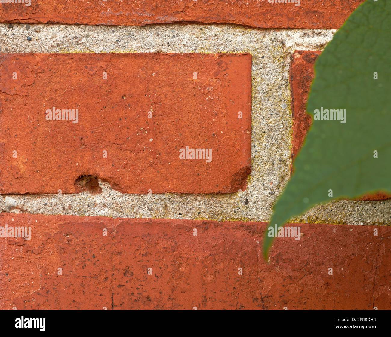 Closeup of red brick wall with a green leaf and copyspace. Zoom in on details of a built structure with a rough surface and copy space. Lines and patterns of concrete brick, different size and shape Stock Photo