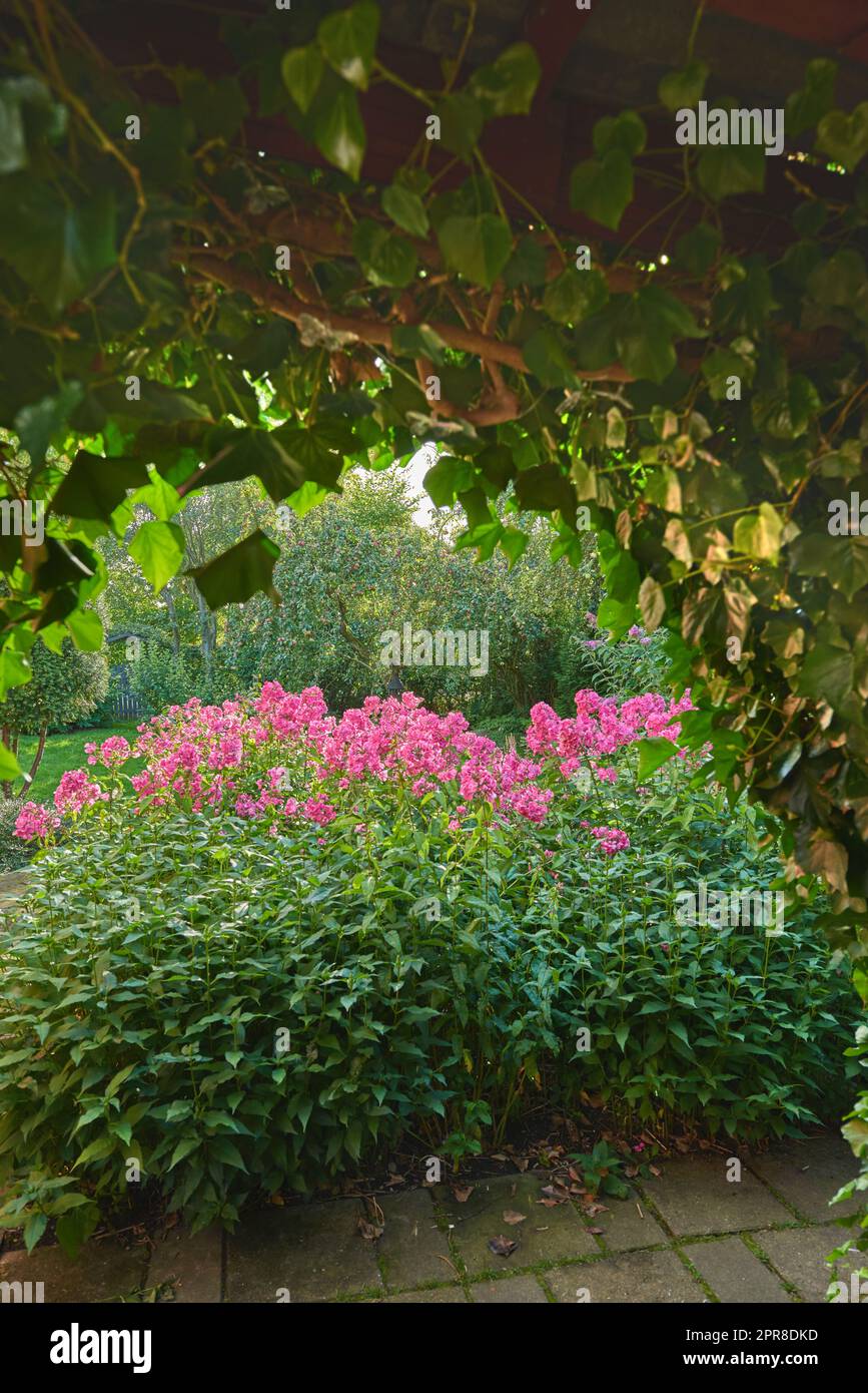 View of beautiful Himalayan balsam pink blossoms growing in a garden in summer. Flowers in a botanical garden. A blossom of balsam on a sunny day. A variety of plants growing and thriving outside Stock Photo