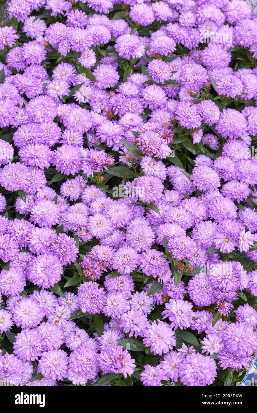 Purple wild flowers growing in a backyard garden in summer. Flowering plants blooming in its natural environment in spring from above for gardening. Pretty pink flowers blossoming in the park Stock Photo