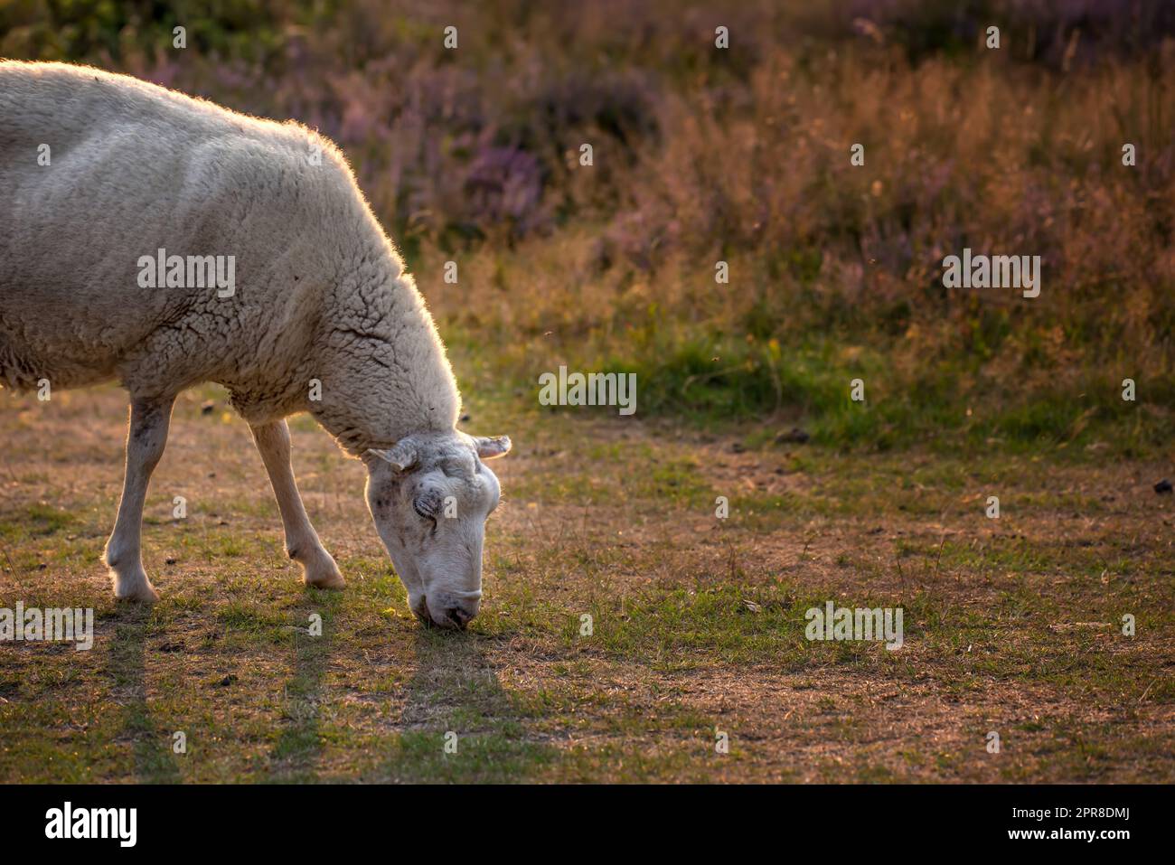 Sheep grazing in a heather meadow during sunset in Rebild National Park, Denmark. One sheep walking and eating grass on a purple blooming field or a pastoral land Stock Photo