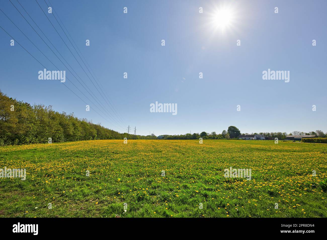 Landscape of yellow flowers blooming in a beautiful open spring field under clear blue sky copy space. Vibrant perennial plants thriving in nature. Natural and vast plant of lush green foliage Stock Photo