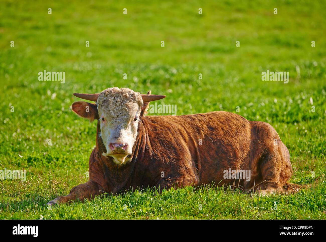 One hereford cow sitting alone on a farm pasture. Hairy animal isolated against green grass on a remote farmland and agriculture estate. Raising live cattle, grass fed diary farming industry Stock Photo