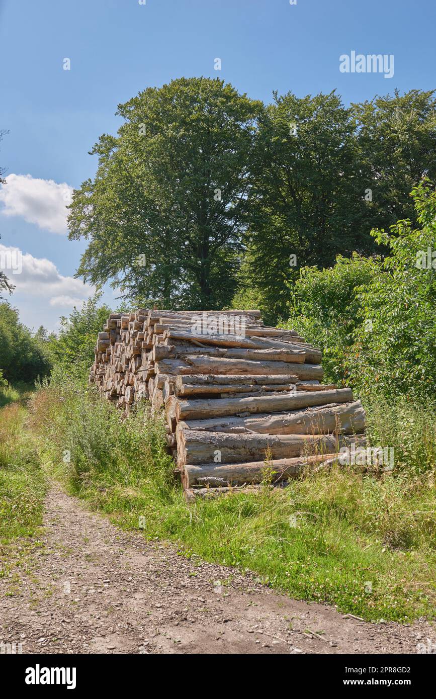 Chopped tree logs piled up in a forest. Collecting dry stumps of timber and split hardwood material for firewood and the lumber industry. Rustic landscape with deforestation and felling in the woods Stock Photo