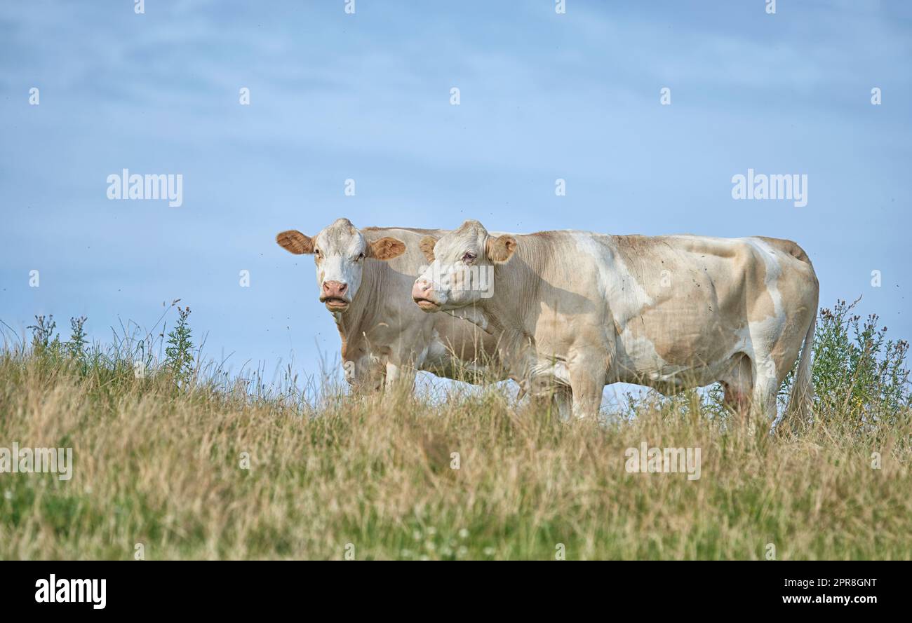 Grass fed Jersey cows on farm pasture, grazing and raised for dairy, meat or beef industry. Full length of two hairy cattle animals standing together on remote farmland lawn or agriculture estate Stock Photo