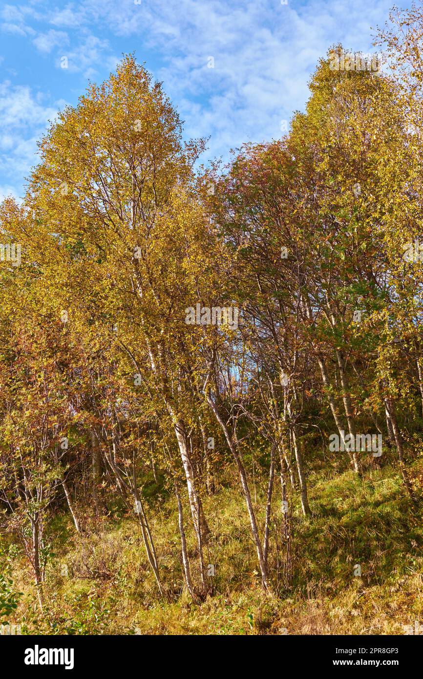 Bright deserted woods with lush orange scenery and flora. Trees in an autumn forest in nature against a cloudy blue sky with copyspace. Secluded woodland with trees, vegetation and meadow in fall. Stock Photo