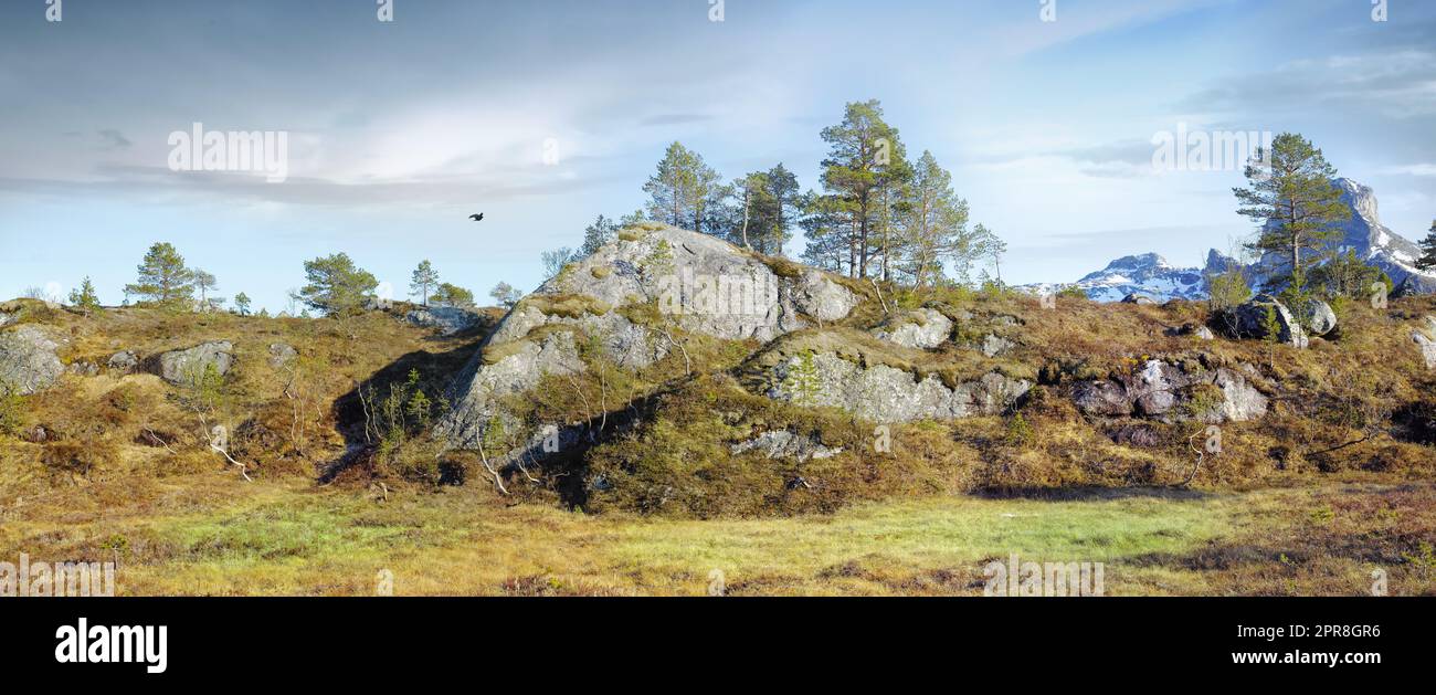 Lush rocky wilderness with wild trees and grass against a blue sky copy space background. Peaceful scenic landscape of empty natural woodland to travel and explore in the countryside of Bodo, Noway Stock Photo
