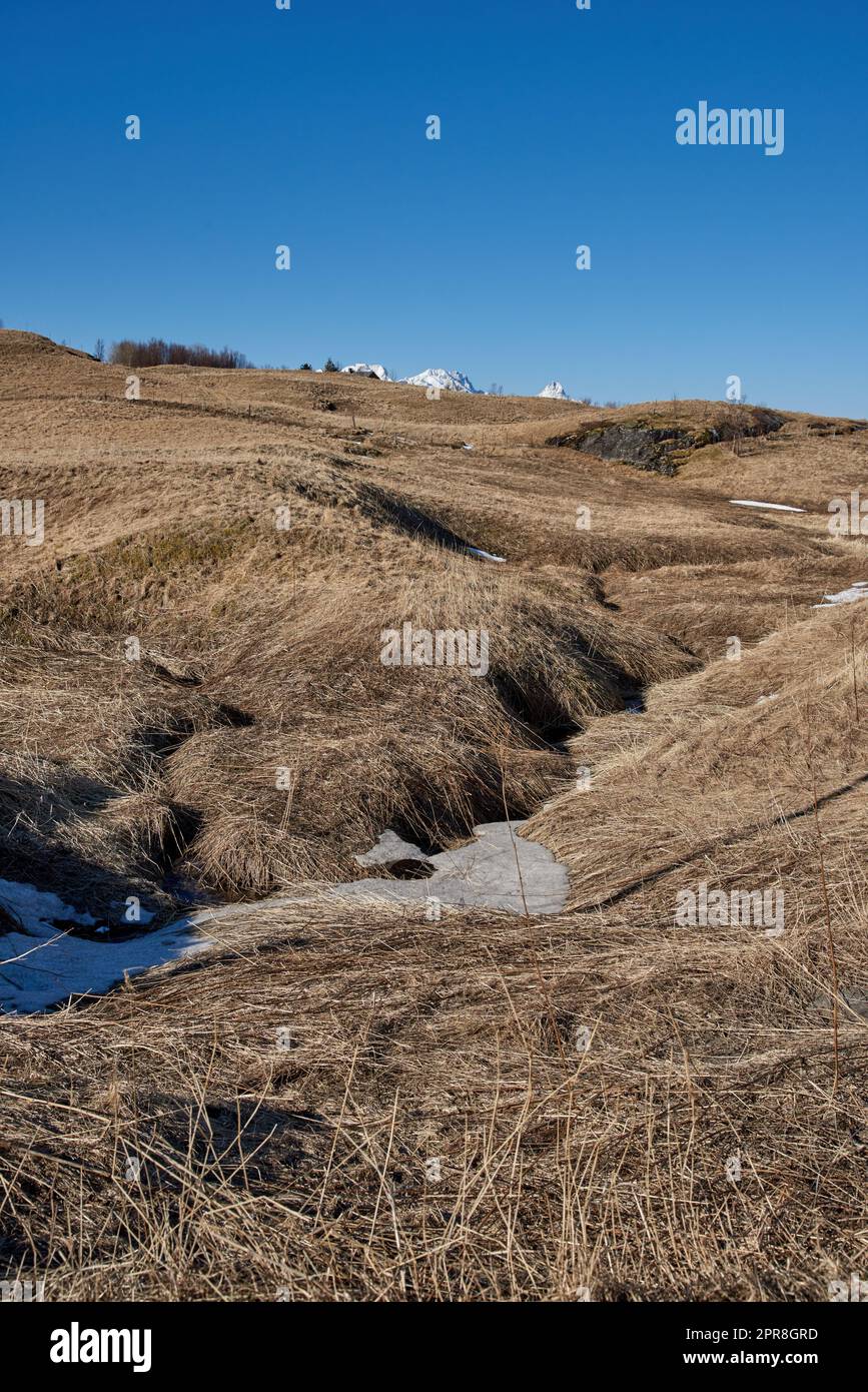 Dry arid reeds on swamp of empty marshland in Bodo, Norway against a blue sky background with copyspace. Rural and remote landscape with uncultivated ground. Arid and barren shrubs in the wilderness Stock Photo