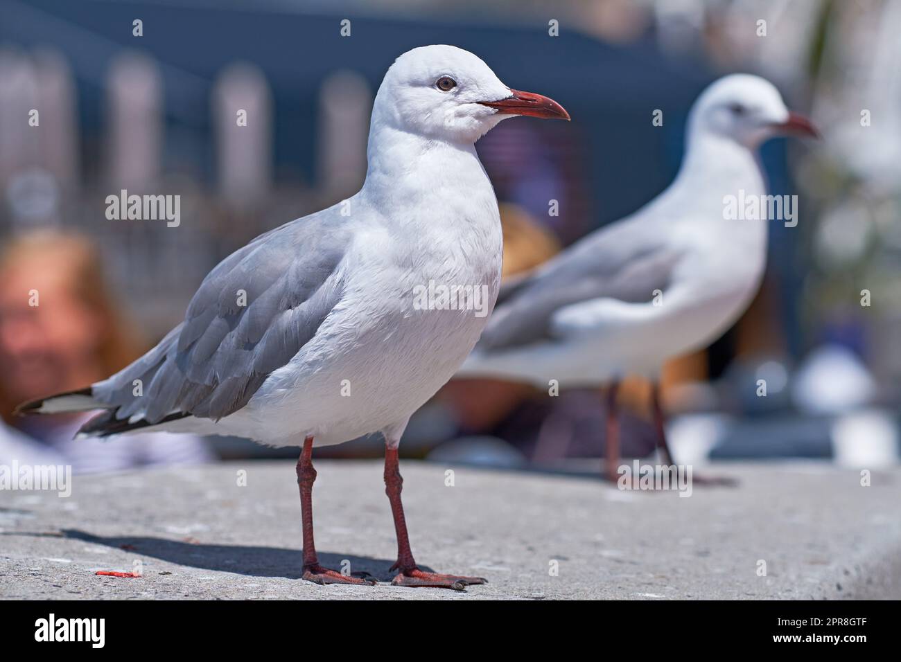 Closeup of two seagulls searching for nesting grounds in a remote coastal city abroad and overseas. Birdwatching curious and mischievous migratory avian wildlife looking for food in a harbour dock Stock Photo