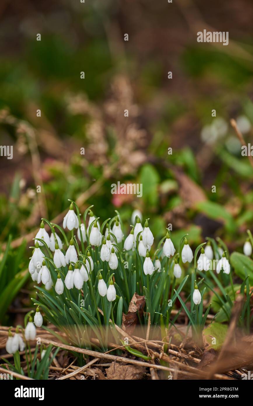 White common snowdrops growing in their natural habitat in a dense forest outdoors. Green or woronows snowdrop in the woods. Galanthus woronowii thriving in a sustainable environment or ecosystem Stock Photo