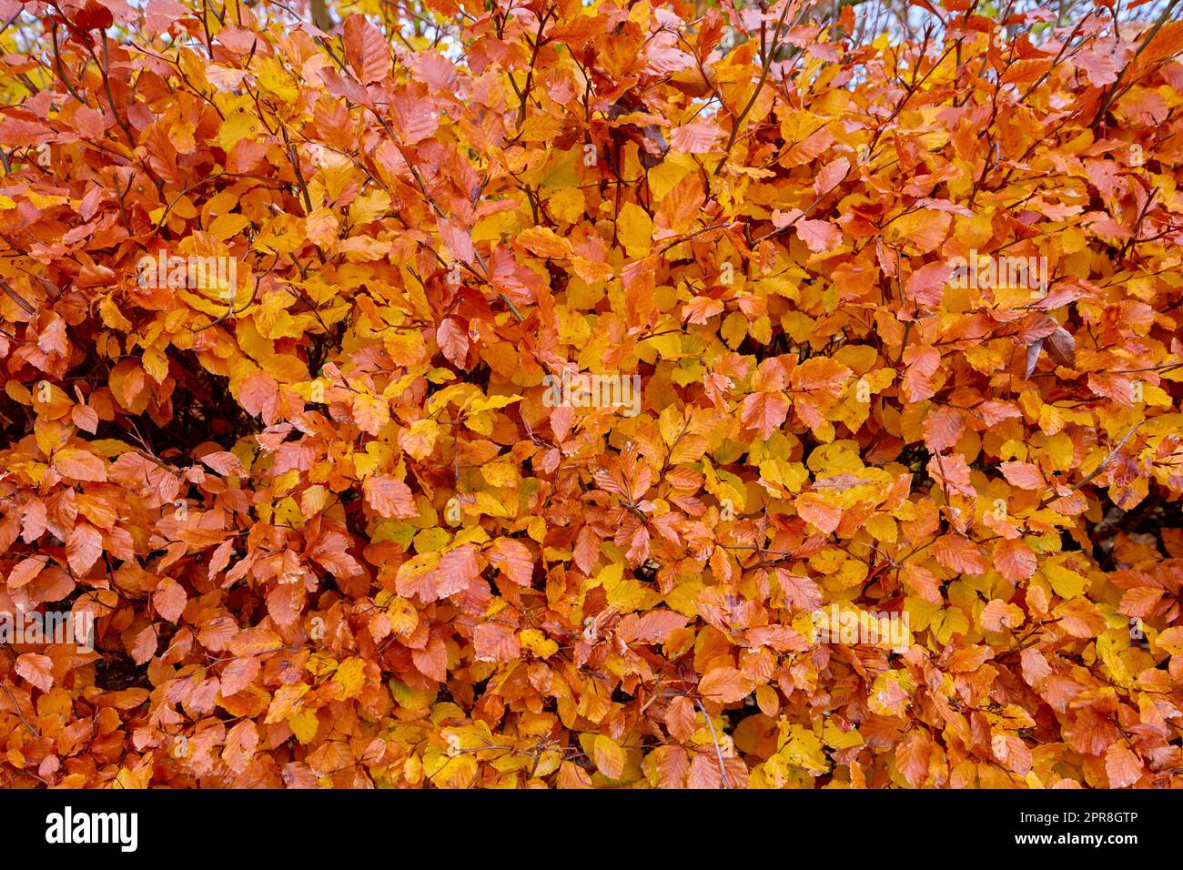 True nature. Useful as background. Stock Photo