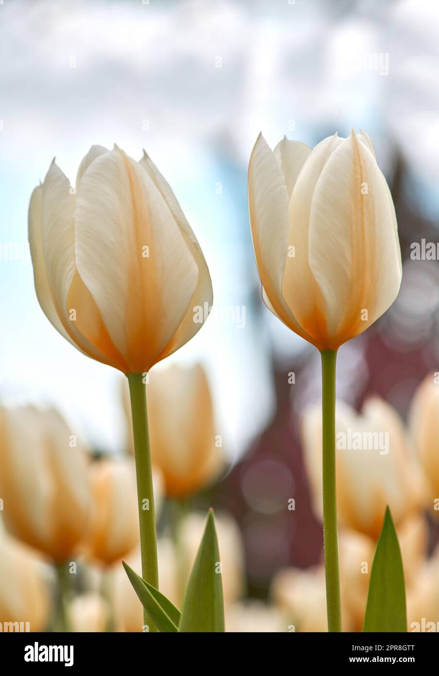 Tulips growing in a lush green backyard garden in summer. Beautiful peach flowering plants flourishing and blooming in a park during springtime. Pretty flora blossoming on a field or countryside Stock Photo