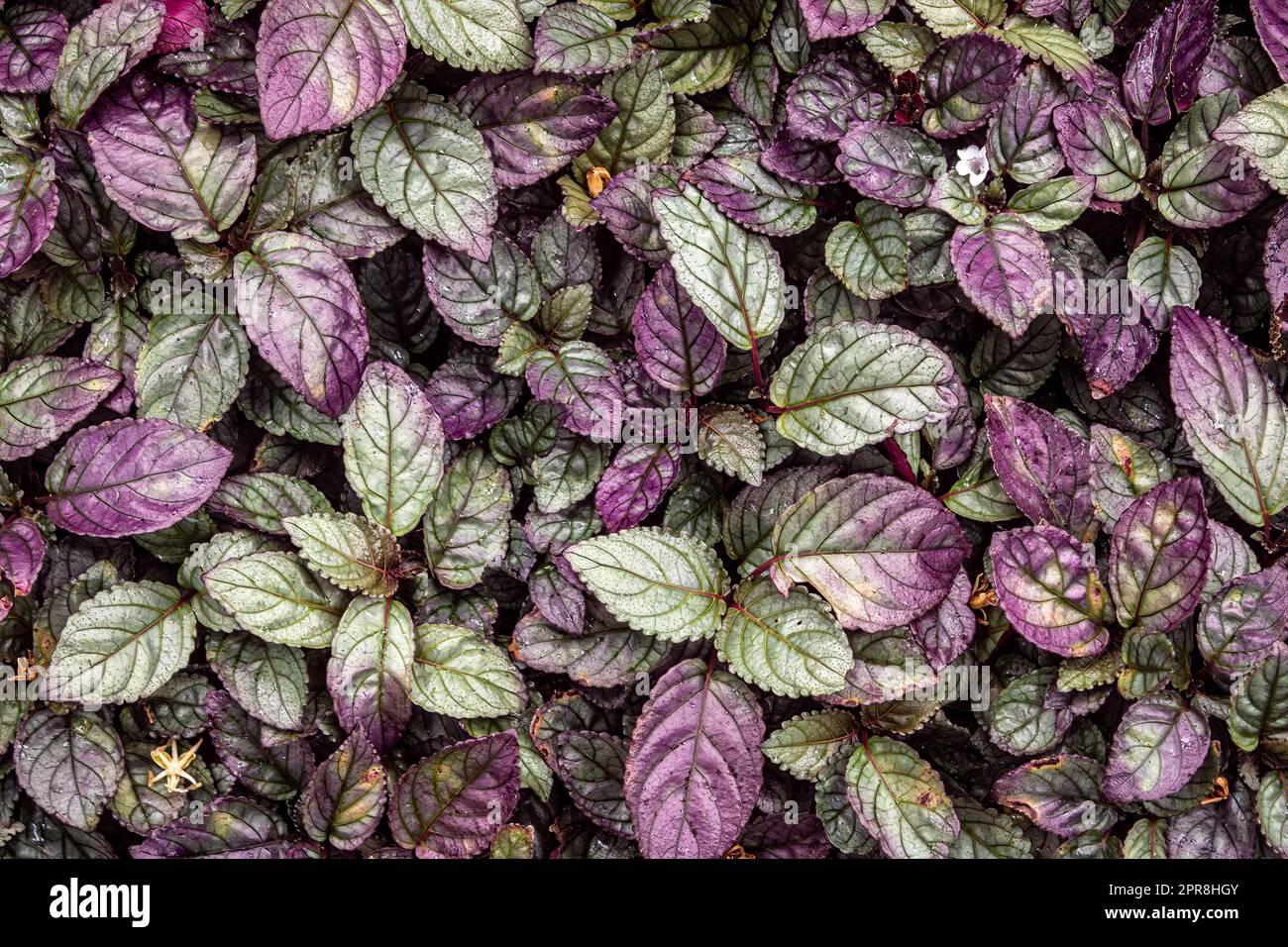 Plectranthus ciliatus is a herbaceous plant, belongs to the Lamiaceae family, native to tropical Africa. Leaf of green and purple color. Top view. Stock Photo