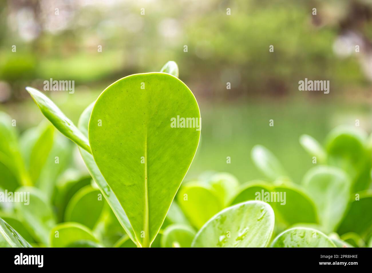Clusia (Clusia rosea), tree with a very characteristic light green, oval-shaped, long leaf. Side view. Stock Photo