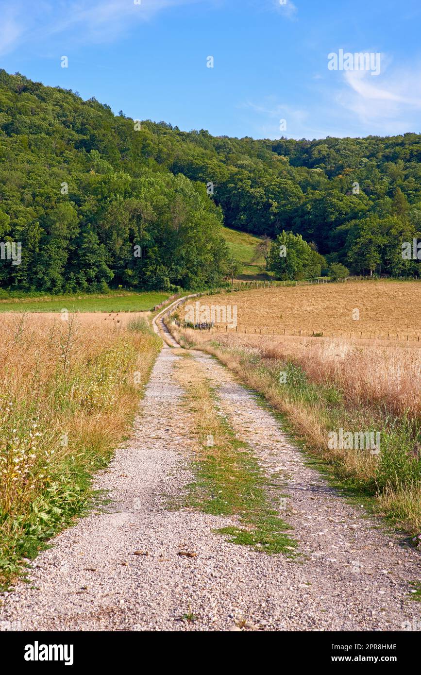 Dirt road on a farm land leading into a green forest with blue sky background. Rough path with a yellow wheat field on a sustainable agriculture farmland. Empty farming grassland by the countryside Stock Photo