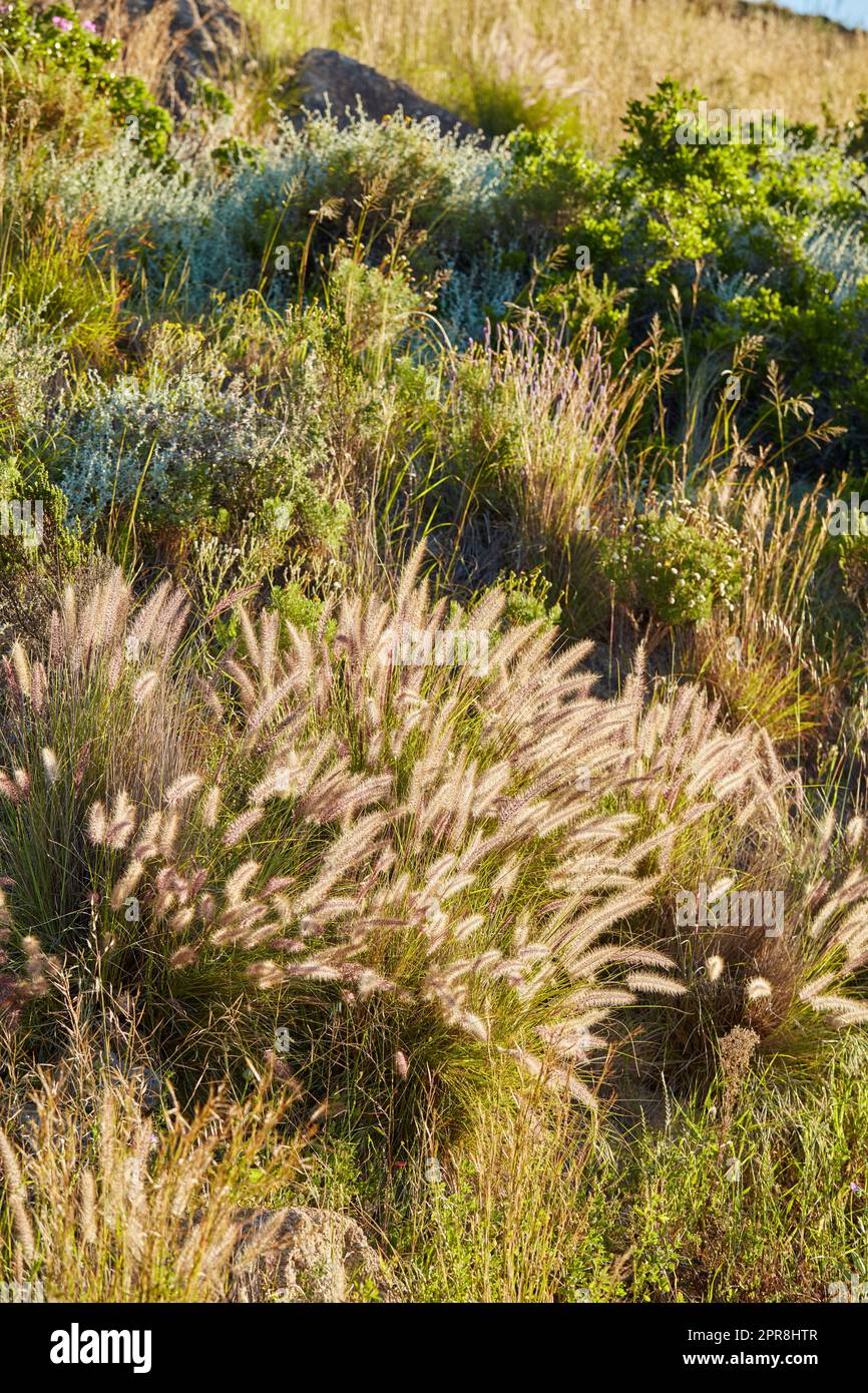 Crimson fountain grass or cenchrus setaceus growing on a field outdoors. Closeup of perennial buffelgrass from the poaceae species blooming and blossoming in nature on a sunny day in a nature reserve Stock Photo