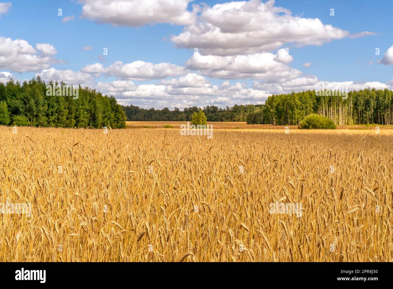 Landscape of agricultural grain crops in harvest season Stock Photo