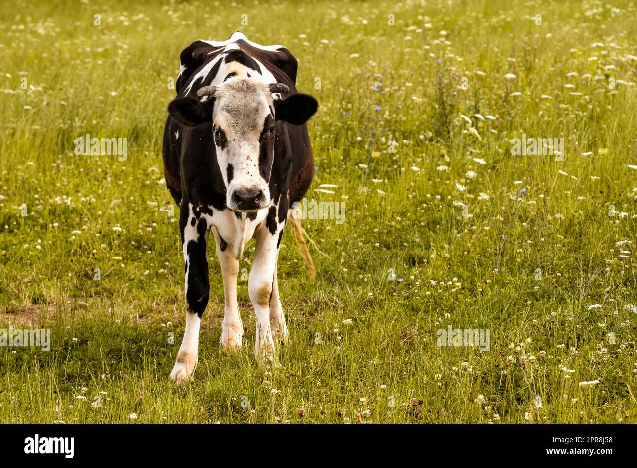 Dairy cow with lot of flies Stock Photo