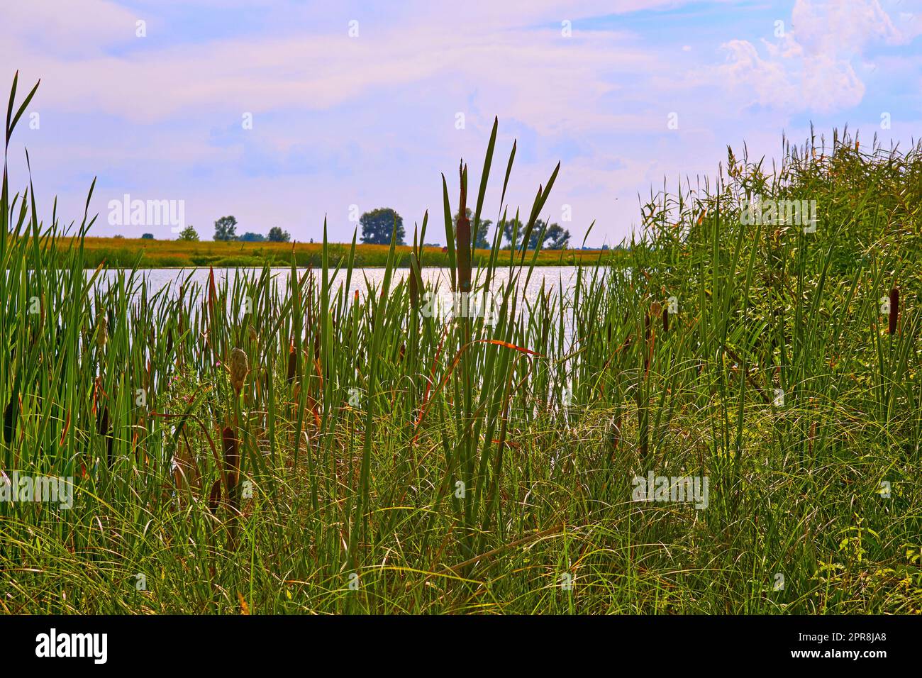 Summer reeds on the river lake pond in sunny warm day. Stock Photo