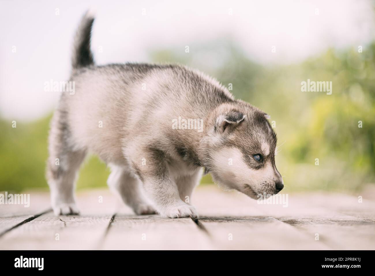 Four-week-old Husky Puppy Of White-gray Color Sitting On Wooden Ground And Sniffs It Stock Photo