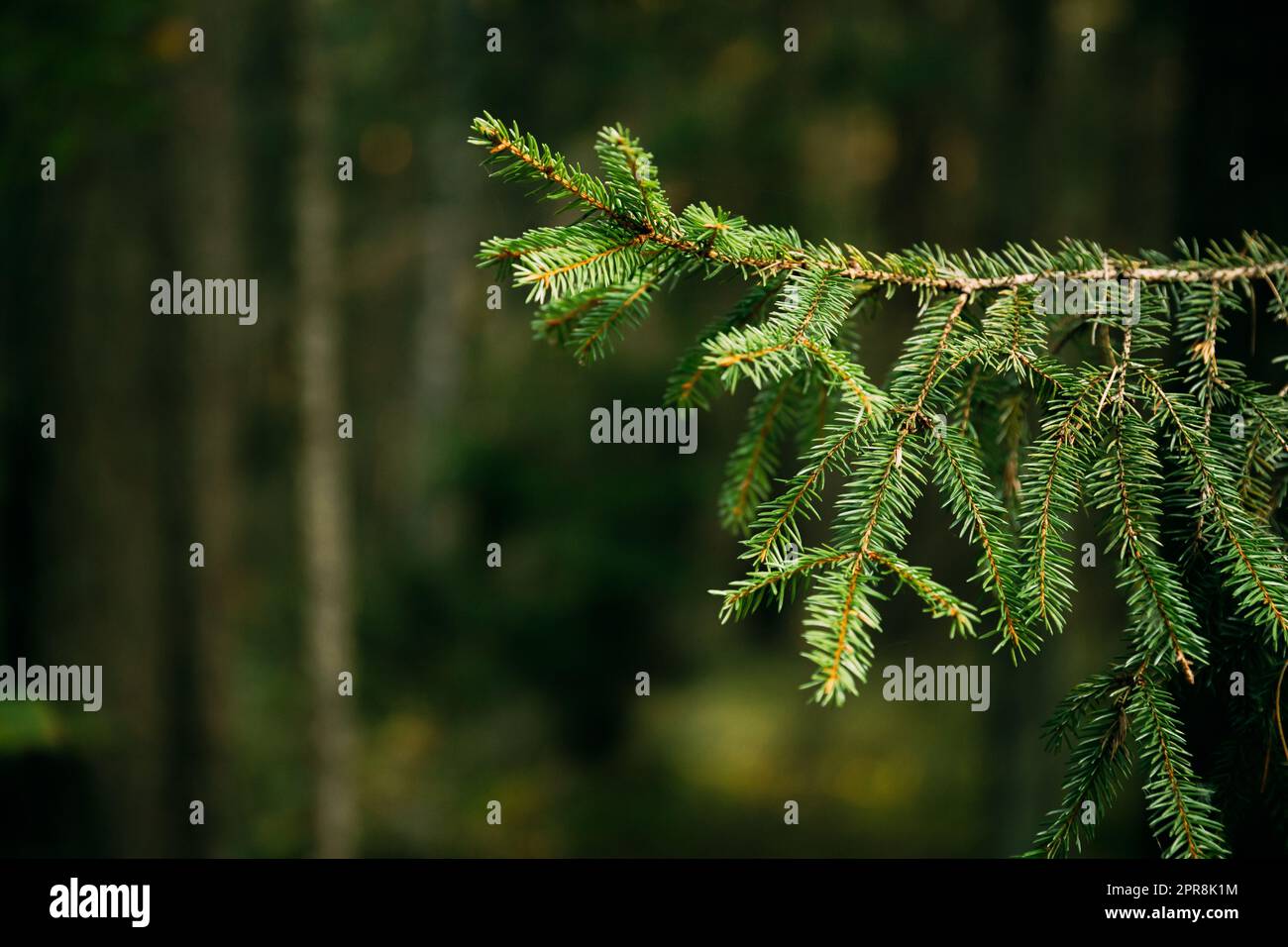 Branch tree green sprout hi-res stock photography and images - Alamy