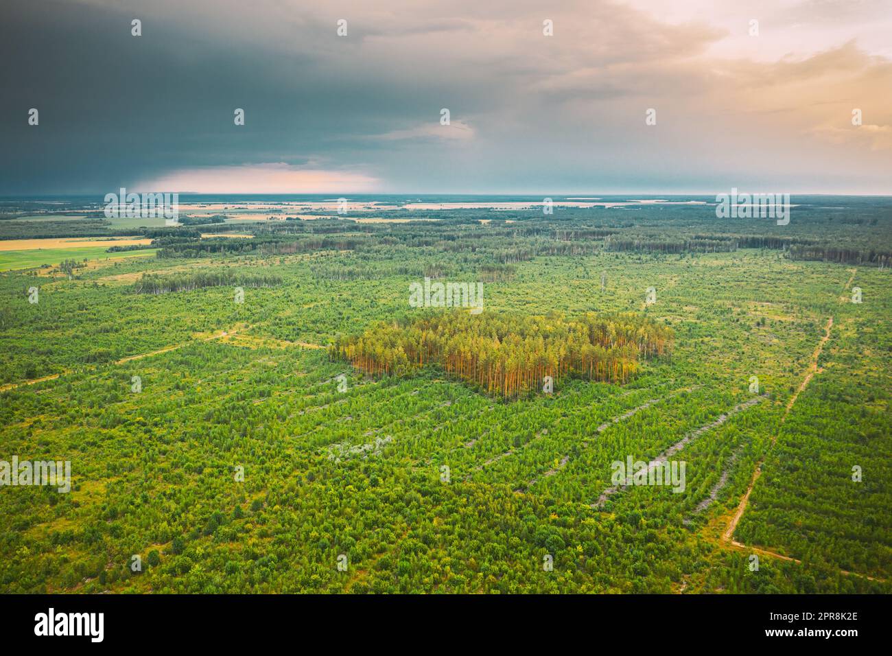 Aerial View Green Forest Deforestation Area Landscape. Top View Of New Young Growing Forest. European Nature From High Attitude In Summer Season Stock Photo