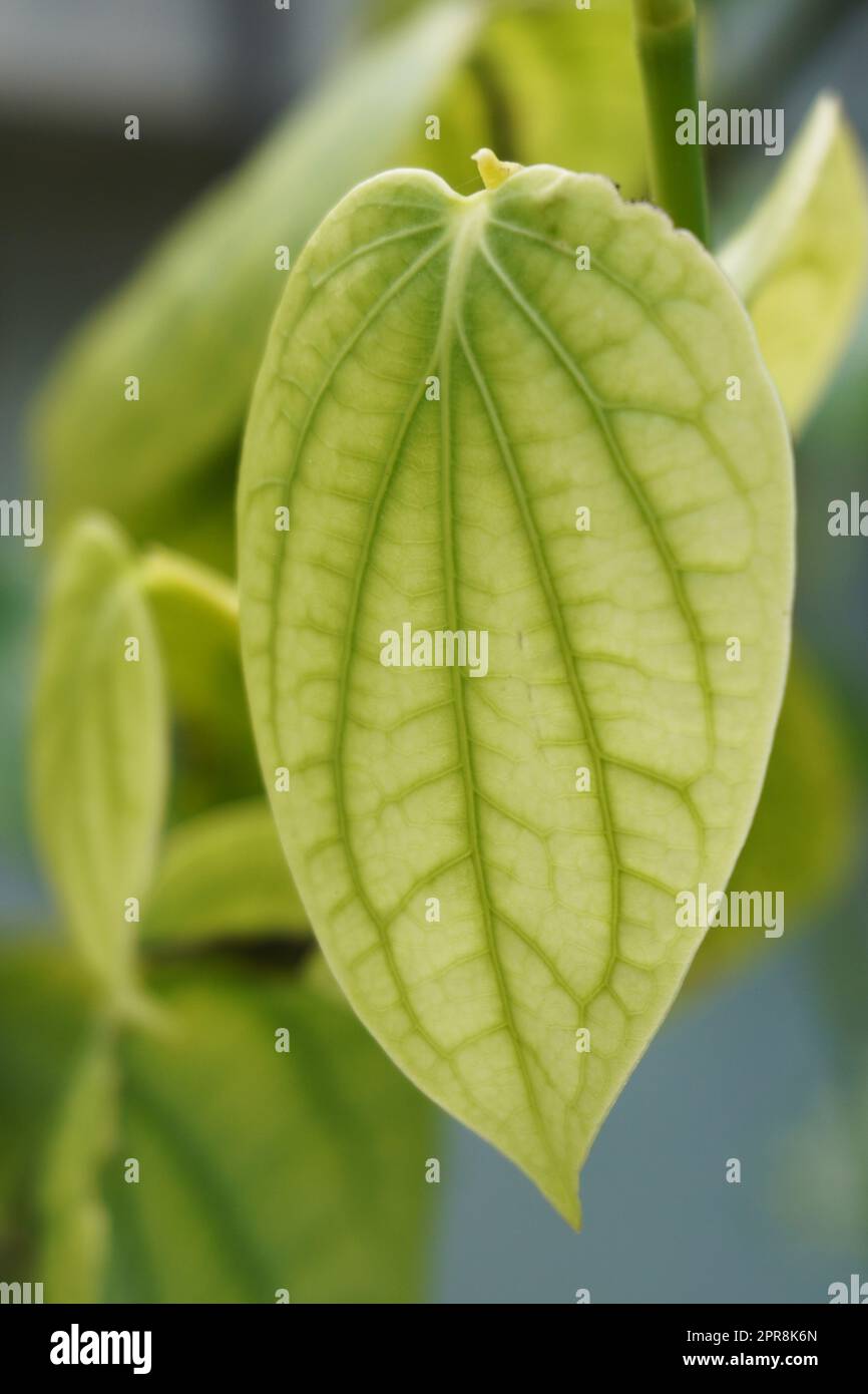 Fresh pepper leaf  plant Stock Photo