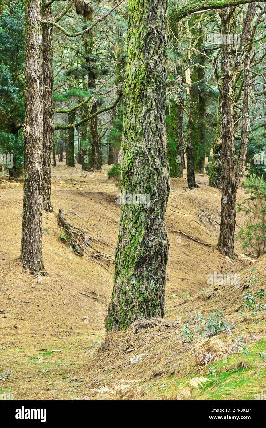 Moss covered pine trees in a quiet, lush green forest. Peaceful harmony and beauty in nature, with natural growth patterns and textures. Soothing zen woods of silent, calming, tranquil peace outdoors Stock Photo