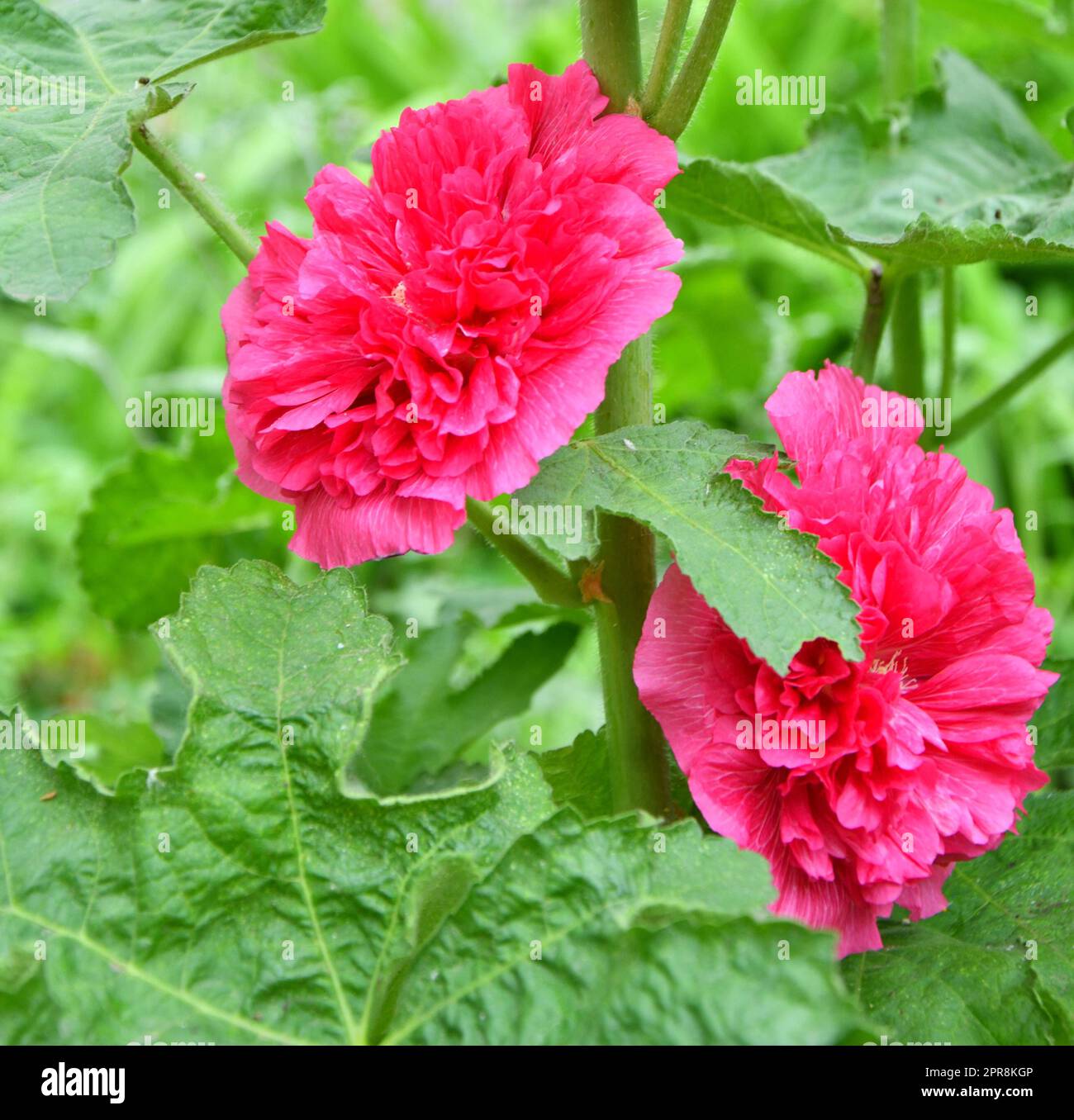 Alcea rosea double hi-res stock photography and images - Alamy