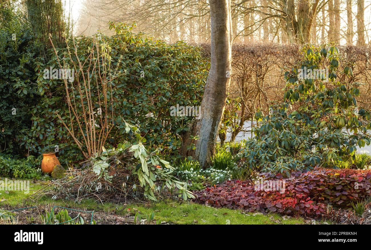 Green forest with lush bushes and colorful leaves. Beauty in nature with calming leafy patterns in a garden, park or jungle. Outdoor soothing ambience, quiet, peaceful zen, quiet nature in harmony Stock Photo
