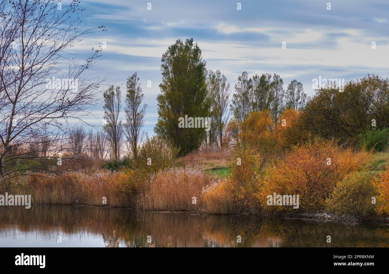 Colorful autumn forest trees by a river. Beautiful nature landscape of a lake with calm water near lush tree foliage and bushes. Biodiverse forestry with bright yellow, orange and green color leaves Stock Photo