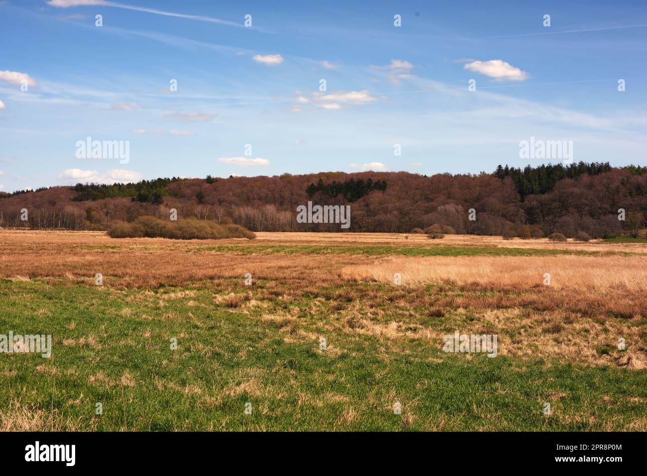 Panorama view of rural landscape in the Kingdom of Denmark against blue sky copyspace and fresh air. Tranquil harmony in nature with bushes and trees growing wild in calm, organic woodland outdoors Stock Photo