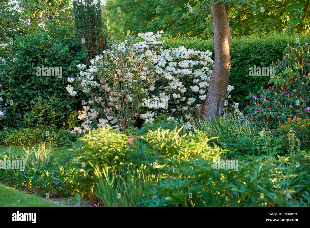 White Rhododendron Flowers. A series of white Rhododendron in my garden. Stock Photo
