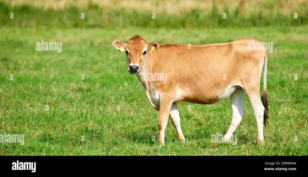 One brown and white cow on a greenfield in rural countryside with copy space. Raising and breeding livestock cattle on a farm for the beef and dairy industry. Landscape with animals in nature Stock Photo