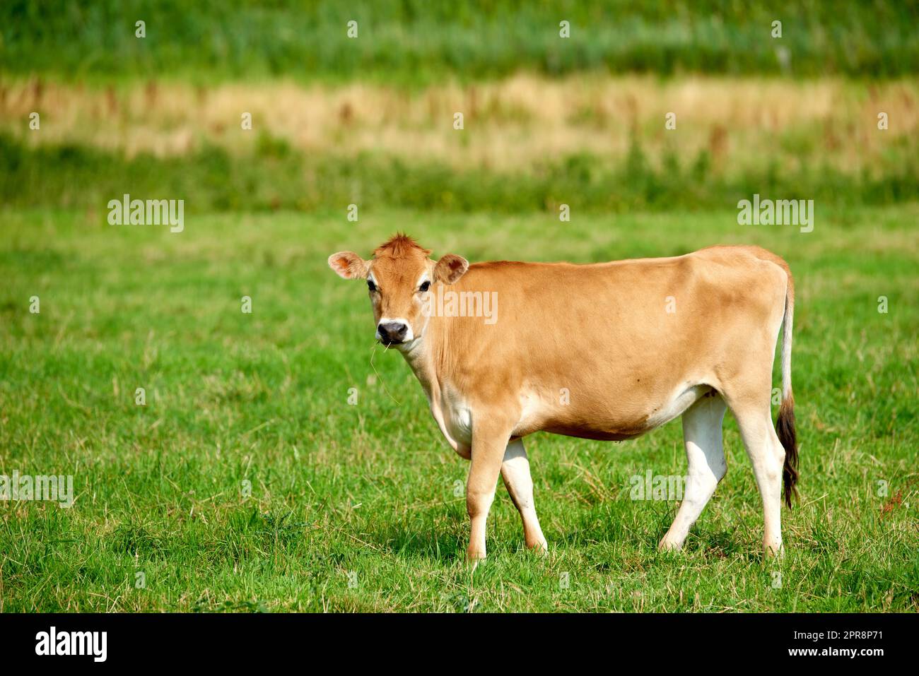 Cow on a farm for meat industry and the production of food for human consumption. Beef is a form of protein that helps maintain good health. Poultry is sold to butchers and grocery stores for eating Stock Photo