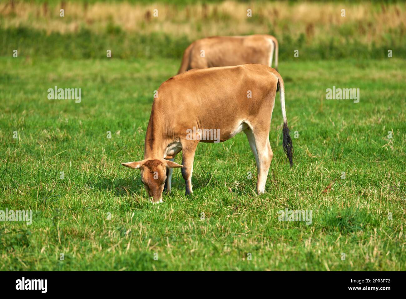 Two brown cows grazing on an organic green dairy farm in the countryside. Cattle or livestock in an open, empty and vast grassy field or meadow. Bovine animals on agricultural and sustainable land Stock Photo