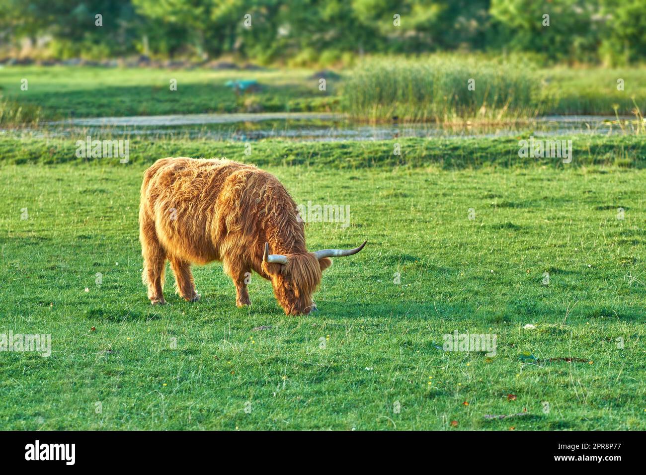 Grass fed Highland cow grazing on green farm pasture and raised for dairy, meat or beef industry. Full length of a hairy cattle animal standing alone on lawn on remote farmland or agriculture estate Stock Photo
