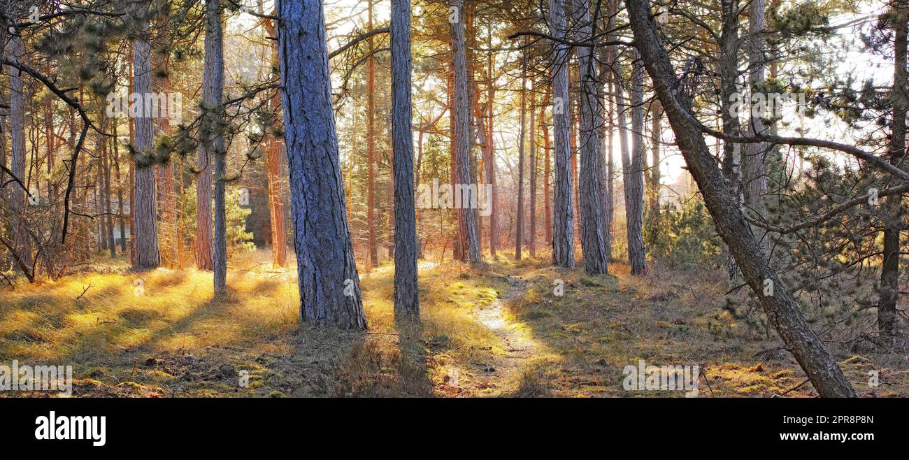 A forest with bright sun light shining through tall trees during sunrise in the morning. A landscape of scenic woods with golden yellow sunlight at sunset on a summer afternoon outdoors Stock Photo
