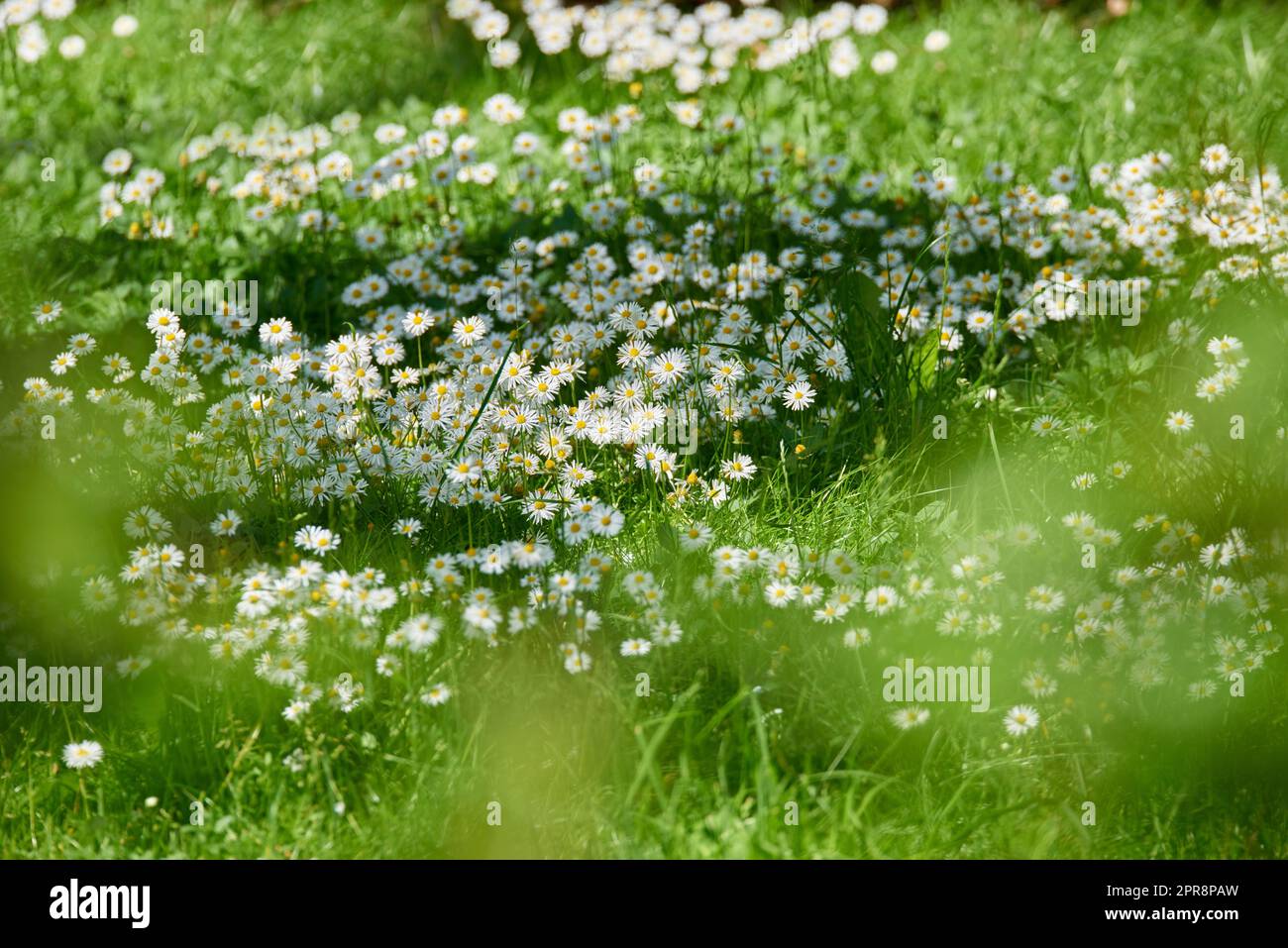 A beautiful meadow in springtime full of flowering daisies with white yellow blossom and green grass. A meadow full of blooming daisies and grass, wild daisy flowers on a field on a sunny day. Stock Photo