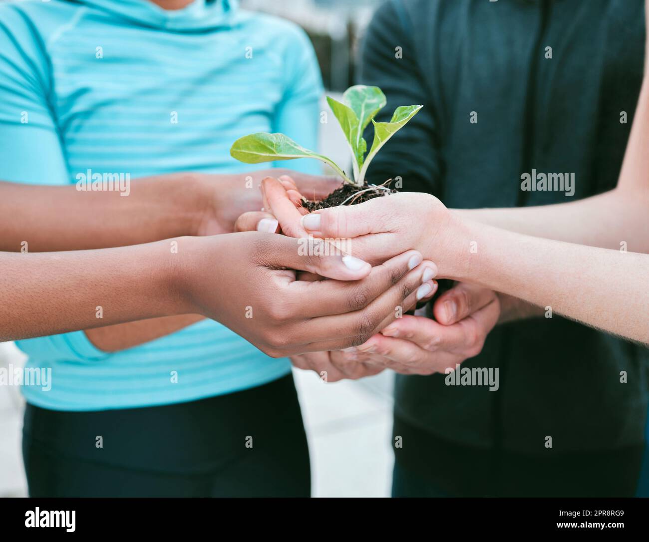 Closeup of diverse group of people holding a green plant in palm of hands with care to nurture and protect nature. Uniting to support seedling with growing leaves as a symbol of being environmentally sustainable and responsible Stock Photo