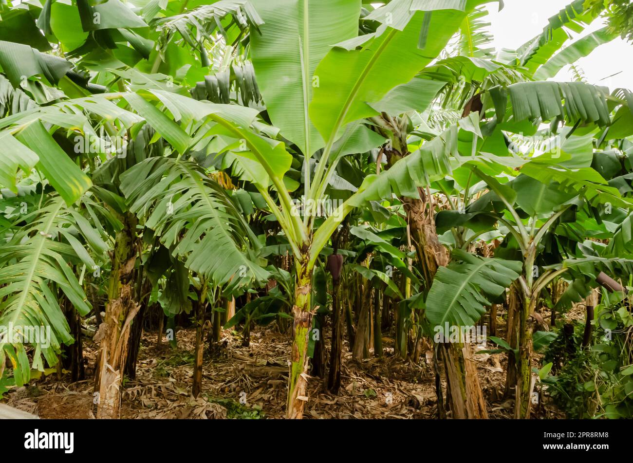Banana plants garden hi-res stock photography and images - Alamy