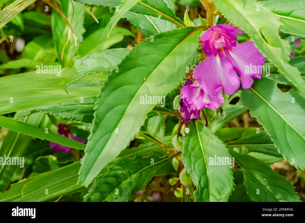 Garden Balsam Flowers Stock Photo