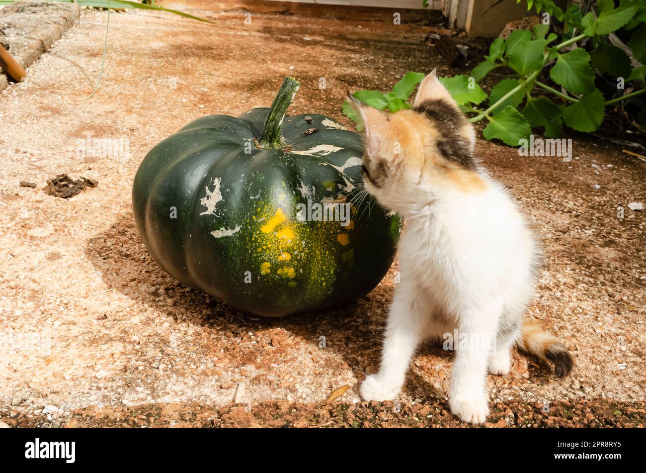 A Kitten Sitting Beside A Kalabasa Pumpkin Stock Photo