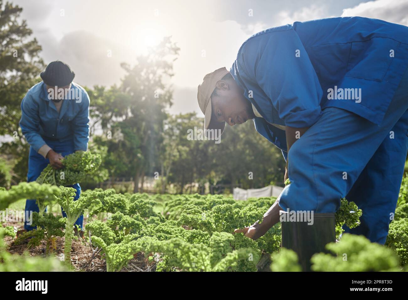 Its easy when you work together. two male farm workers tending to the crops. Stock Photo