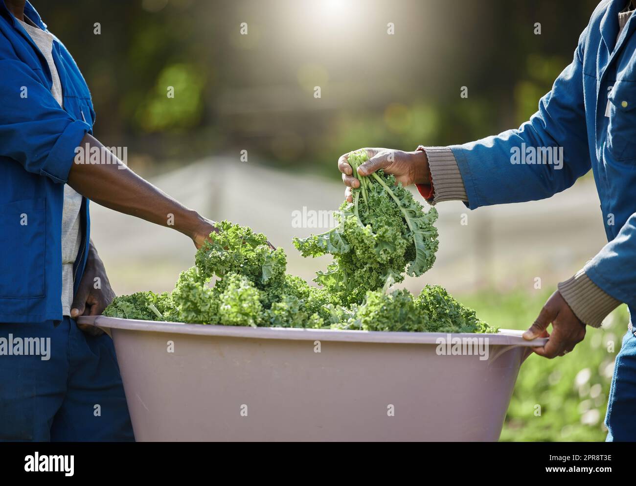 Picking only the best. two unrecognizable male farm workers tending to the crops. Stock Photo