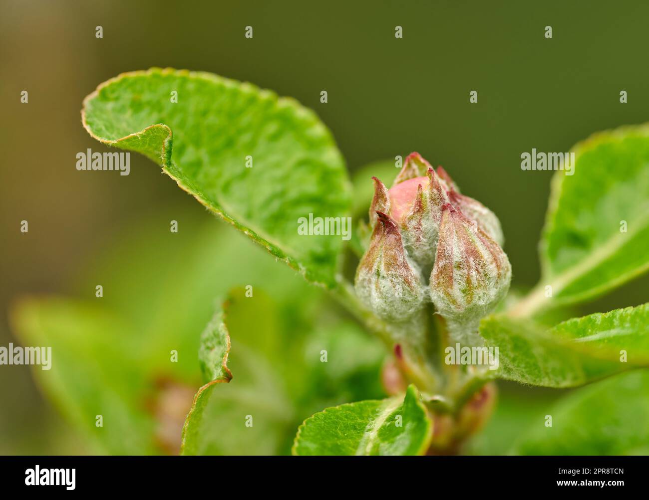 Malus pumila flower growing in a ecological garden with copy space. Closeup of beautiful paradise apple plant blooming and blossoming in nature during spring in an organic meadow or field environment Stock Photo
