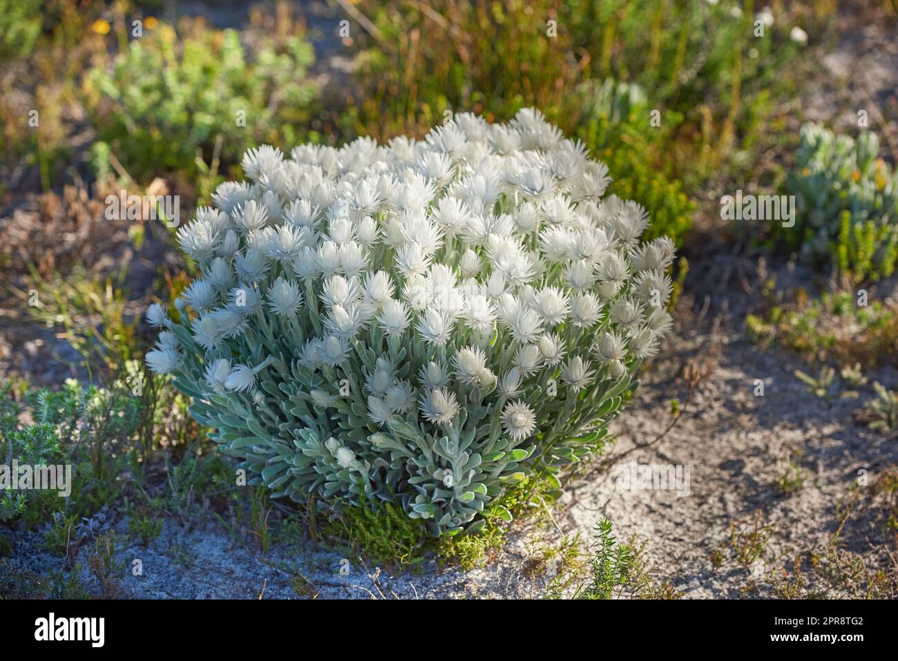 White everlastings, or syncarpha, growing outside in their natural habitat. Plant life and vegetation growing and thriving on mountain terrain in a lucious and protected nature conservation area Stock Photo