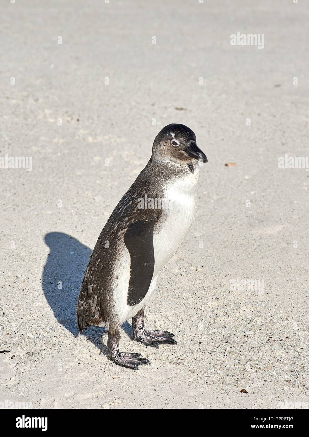 Closeup of black footed or African penguin on sandy boulder beach in Cape town. Natures majestic sea creature in its natural environment at a popular travel and tourism destination in South Africa Stock Photo